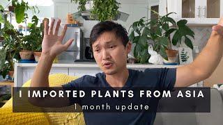 I Imported Plants from Indonesia... 1 Month Later... | Importing Exotic Rare Houseplant Tips