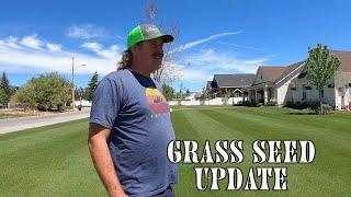 GRASS SEEDING UPDATE  Can you OVERSEED with Kentucky Bluegrass?