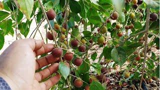 Essa é uma das plantas mais produtivas no pomar