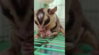 Sugar glider eating worm