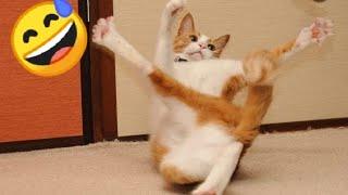 Funny cats videos|funny pets|funny video|The pets diary