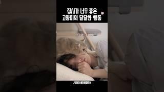 집사가 너무 좋은 고양이의 행동