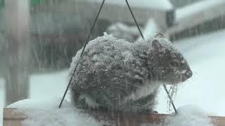 Scruffy the Squirrel in a Snow Storm