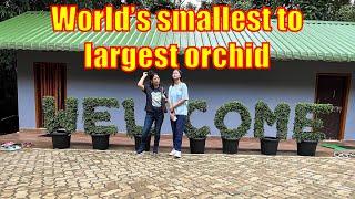 Orchid - World's smallest orchid to the largest orchid #orchid