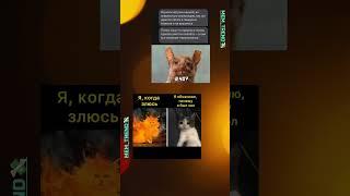 Изучал летучую Мышь и в итоге... 