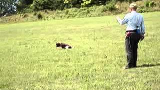 Gundog Training - quartering, steadiness to shot & distraction dummy