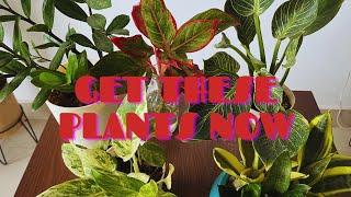 5 beginner friendly plants | Hard to kill houseplants| Low maintenance indoor plants