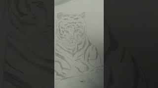 Tiger cub  Drawing from Done by Divya 2021  short # link given in description