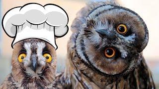 Mr.Ramsay the Owl - Best Recipe Compilation