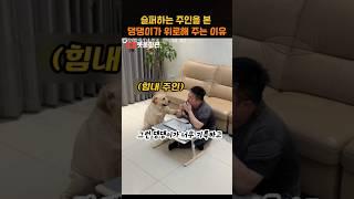 슬퍼하는 주인을 본 댕댕이가 위로해 주는 이유