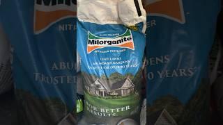 How Milorganite Can Yellow Your Lawn