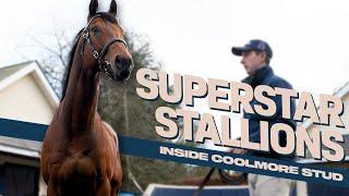 The Irish Stallion Trail: Inside Ireland's Coolmore Stud