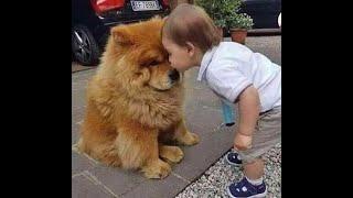  I love you, my little bear!  Funny video with dogs, cats and kittens! 