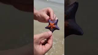 Южная Корея морская звезда 