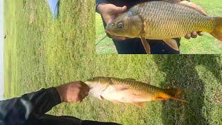 fishing Carp| big carp,krs backwater, low