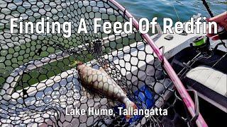 Finding A Feed Of Redfin at Lake Hume