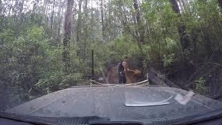 Toolangi - Vic Range Track/Spraggs Road - Toolangi 17/01/2021