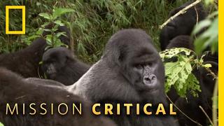 A Silverback Showdown | Mission Critical