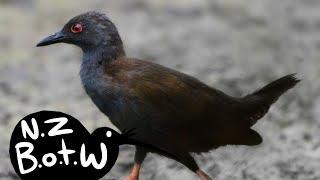 Spotless crake - New Zealand Bird of the Week