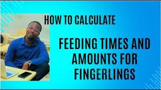 Mastering Catfish Feeding: How to Calculate Feeding Times and Amounts for Fingerlings