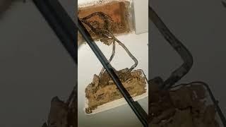 #Electricalmalfunction #termites