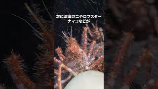 【ゆっくり解説】クジラが死ぬと海の中で何が起こるかこっそり教えます #動物 #1分雑学 #雑学