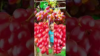 MD MASUD KHAN BD 