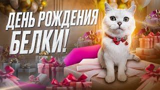 ДЕНЬ РОЖДЕНИЯ БЕЛКИ/ЛАЙКИ lIKE#cat #топ #funny