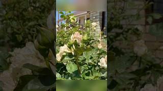 Сибирская роза Шпиль де Франс