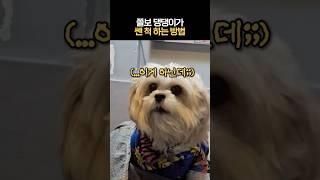 쫄보 댕댕이가 쎈 척 하는 방법 #허세대마왕
