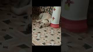 Cute labrador dog growth # trending #Daily Entertainment