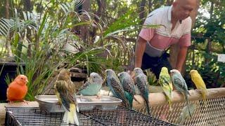 Budgies & canary meal prep | BCC3