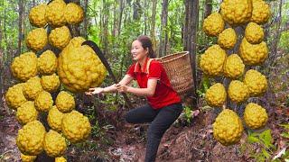 Harvest Forest Grapefruit Go to market sell - Make food for Ducks with 2 small stones - Animal Care