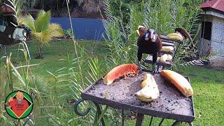 Costa Rica Live Bird Fruit Feeder Cam | Gingerbread Nuevo Arenal