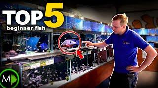 FISH EXPERTS TOP 5 BEGINNER FISH (bonus oddball!) | MD Fish Tanks