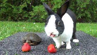 Rabbit races turtle in eating strawberry