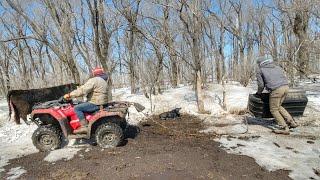 Calving in Never-Ending South Dakota Winter