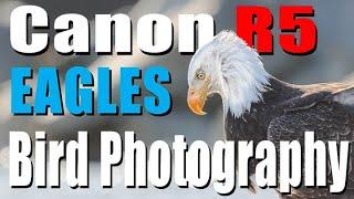 Canon R5 -Bird Photograph with Alaska's Bald Eagles