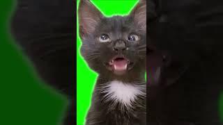 Download the Meowing Cat Meme Green Screen Background!
