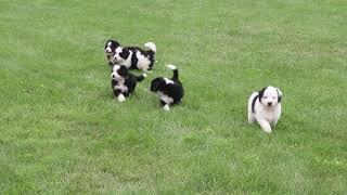 Mini Bernedoodle Puppies For Sale