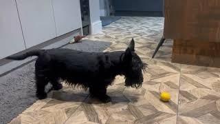 Scottish Terrier vs a Lemon