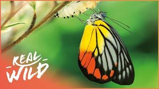 The Fascinating Lives Of Butterflies | Messengers Of The Gods | Real Wild