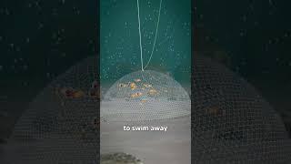 How A Cast Net Works 