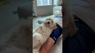 오빠한테 눕눕 #골든두들 #두들 #goldendoodle #doodle #강아지 #반려견