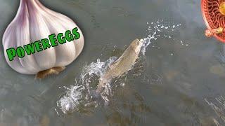 Centerpin Fishing for Rainbow Trout on Kish Creek, Garlic is the key