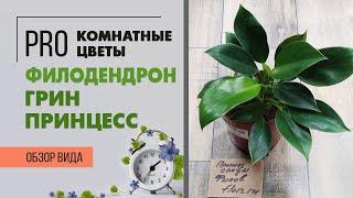 Филодендрон Грин Принцесс - обзор сорта | Неприхотливое комнатное растение