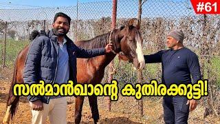 EP#61 - അപ്രതീക്ഷിതമായാണ് ഇവിടെയെത്തിയത്! Salman Khan's Horse &  Punjab Village Life