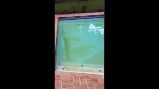 How to quickly make a green cloudy pool CRYSTAL CLEAR blue again by using a flocculant... FLOC!