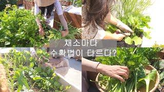 [도시농부 꽃님이] 잎채소마다 수확 방법이 다른 거 알고 계세요?