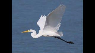 A Great White Bird - Floating In Blue And Yellow Water